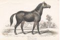 Kůň Primceval, Jardine , kolor. dřevoryt, 1840