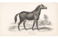 Kůň Primceval, Jardine , kolor. dřevoryt, 1840