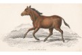Kůň Koomrah, Jardine , kolor. dřevoryt, 1840