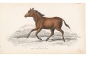 Kůň Koomrah, Jardine , kolor. dřevoryt, 1840