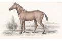 Kůň Quagga, Jardine , kolor. dřevoryt, 1840