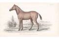 Kůň Quagga, Jardine , kolor. dřevoryt, 1840