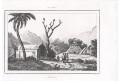 Timor , Rienzi, oceloryt,1836