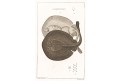 TRYGONORATUS TORPEDINUS.,mědiryt,1831