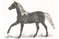 Kůň, kolor. litografie, (1860)