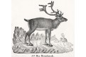 Jelen,  Neue.., litografie , 1837