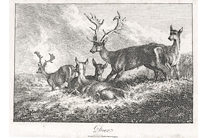 Jelen, Wheble, mědiryt, 1809