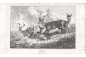 Jelen, Wheble, mědiryt, 1809