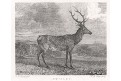Jelen Swinley, ocelorxt , 1829