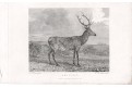 Jelen Swinley, ocelorxt , 1829