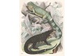 Ještěři Lizard, kolor. litografie , 1853