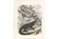 Ještěři Lizard, kolor. litografie , 1853
