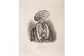 Ahmed Bey , Medau  litografie , 1839