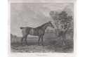 Kůň, Smaragdine, mědiryt, 1832