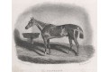 Kůň, Traveller, oceloryt, 1839