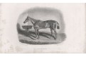 Kůň, Traveller, oceloryt, 1839