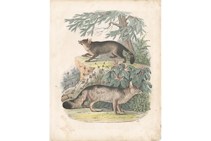 Pes horský, kolor. litografie , 1852