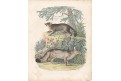 Pes horský, kolor. litografie , 1852