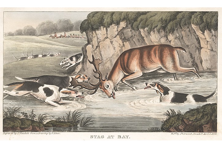 Jelen lov,Alken H.,akvatinta, 1823