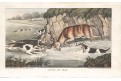 Jelen lov,Alken H.,akvatinta, 1823