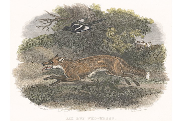 Liška, kolor. oceloryt, (1830)