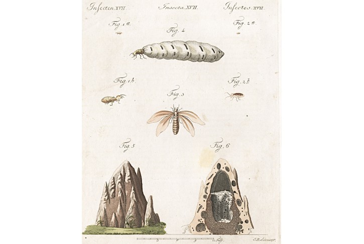 Termiti, Bertuch, mědiryt, 1807