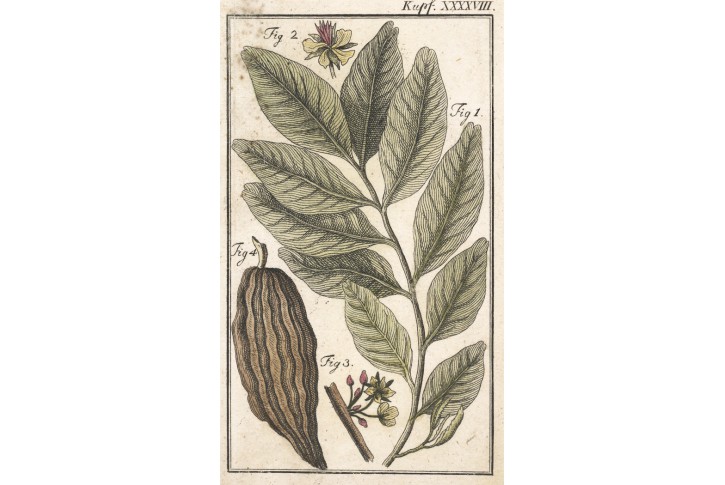 Kakaovník, kolorovaný mědiryt, (1800)
