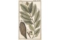 Kakao, kolorvaný mědiryt, (1800)