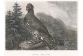 Tetřev, Wheble, kolor. mědiryt, 1820