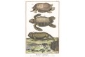 Želvy,  Diderot, kolor. mědiryt , 1790