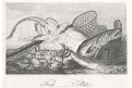 Ryba krab úlovek, Wheble, mědiryt, 1809