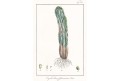 Euphorbia officinarum, kolor.litografie, (1840)