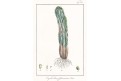 Euphorbia officinarum, kolor.litografie, (1840)