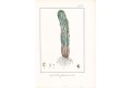 Euphorbia officinarum, kolor.litografie, (1840)