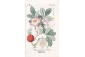 Růže dužnoplodá, kolor mědiryt, 1880