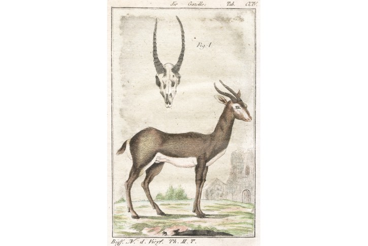 Gazela,  kolor.  mědiryt , (1800)