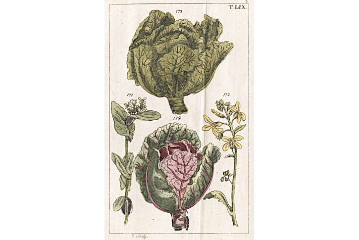 Kapusta zeli, Wilhelm, kolor mědiryt, 1811