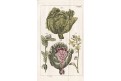 Kapusta zeli, Wilhelm, kolor mědiryt, 1811