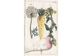 Petržel řepa, Wilhelm, kolor mědiryt, 1811