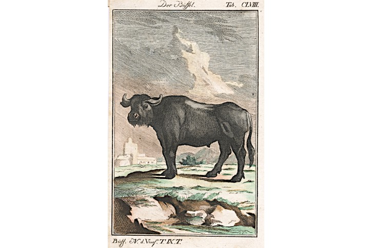 Buvol, Buffon, kolor. mědiryt , (1790)