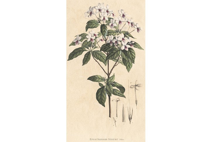Eranthemum, kolor. litografie, Esenbeck 1828