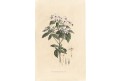 Eranthemum, kolor. litografie, Esenbeck 1828