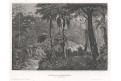 Brazílie prales, Meyer, oceloryt, 1850