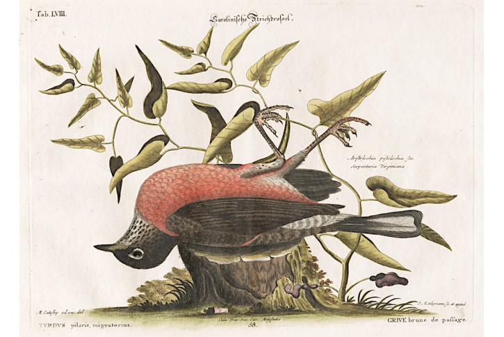 Drozd stěhovavý , Seligmann, kolor. mědiryt, 1760