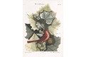 Muscicapa Rubra, Seligmann, kolor. mědiryt, 1760
