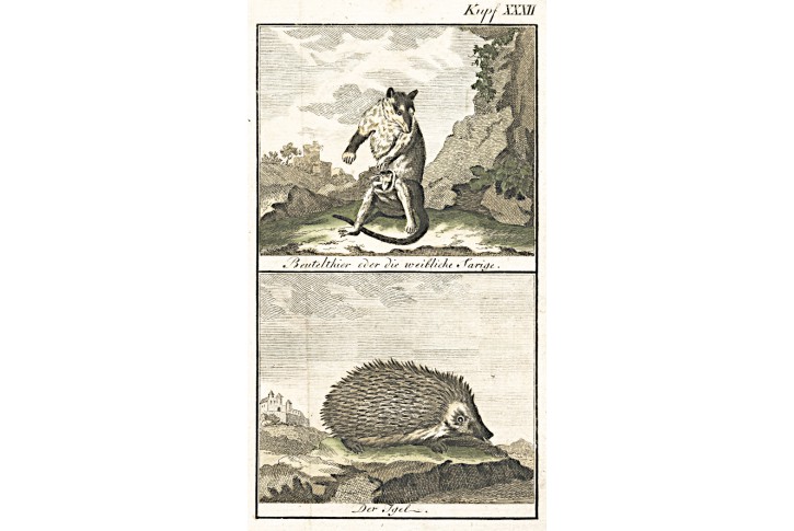 Klokan a Ježek, Buffon, kolor. mědiryt , (1790)