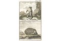 Klokan a Ježek, Buffon, kolor. mědiryt , (1790)