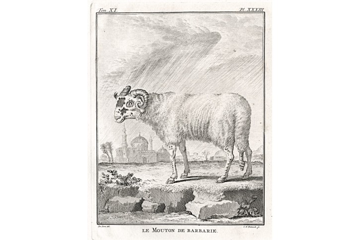 Ovce, Buffon, mědiryt , 1768