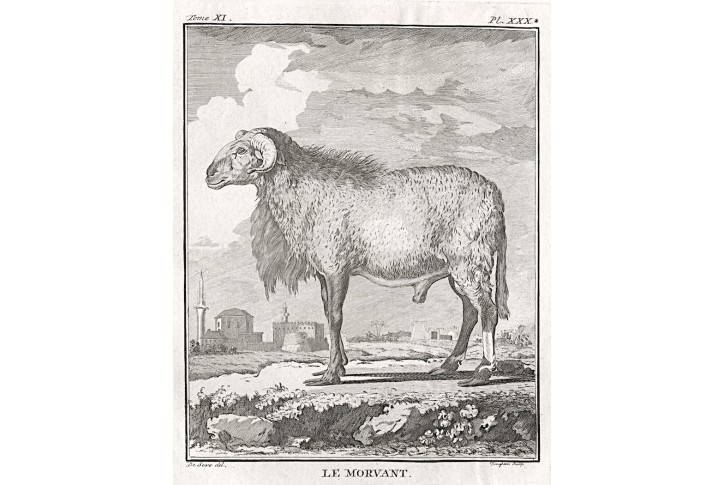 Ovce II., Buffon, mědiryt , 1802