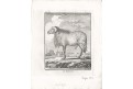 Ovce II., Buffon, mědiryt , 1768